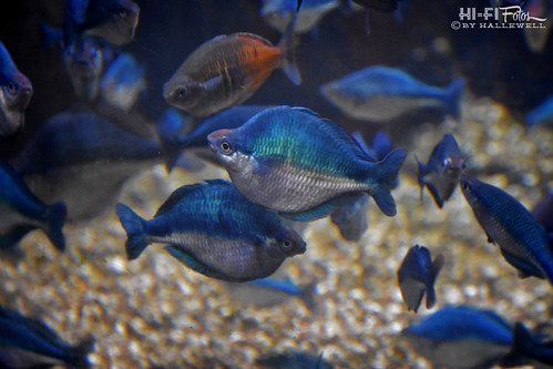 funky fish