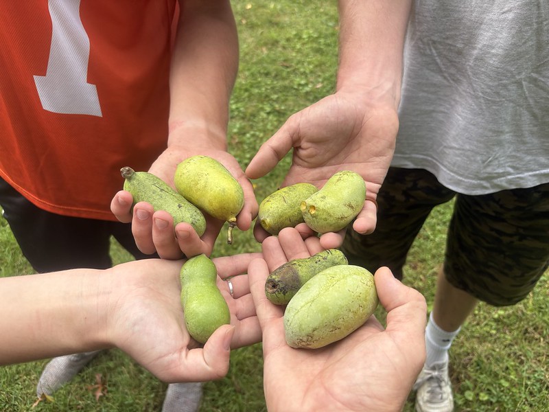 Foraging for Pawpaws on the Campus of Kent State University