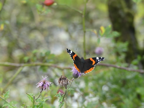 249/365 Red Admiral