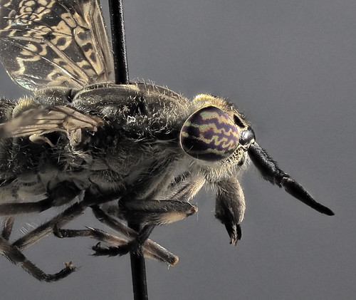 live.staticflickr.com/65535/55511763585_4944d184c5.jpg