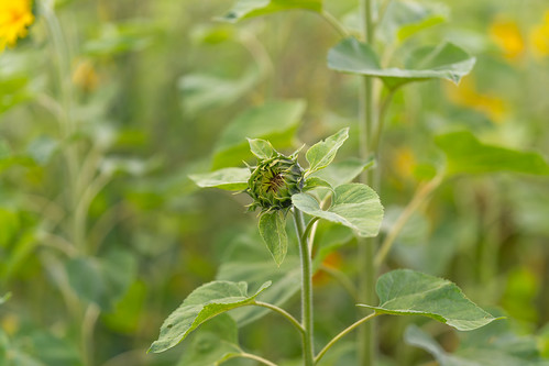 Sunflower bud surrounded by vibrant green leaves in a lively field