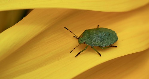 Green shield bug