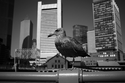 boston seagull