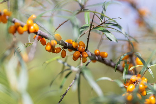 Bright orange sea buckthorn berries shimmer under the sunlight adorning lush green branches in a vibrant natural setting