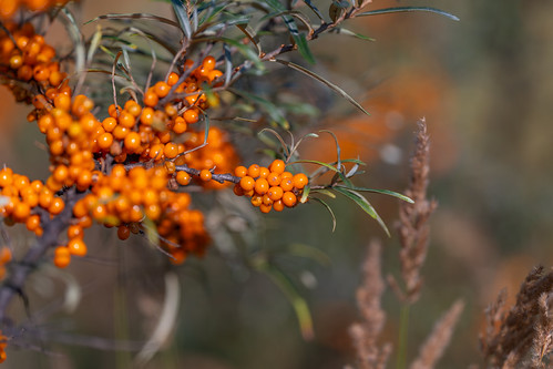 Vibrant sea buckthorn berries shining under the sun in a lush landscape