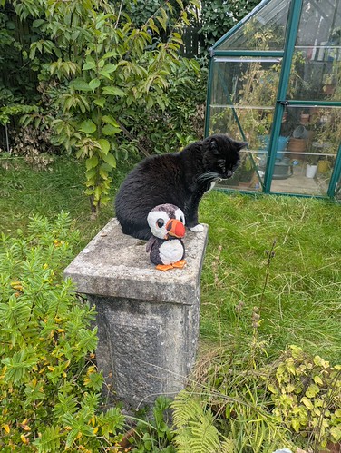 Flora the Puffin and Lacey the Statue Cat
