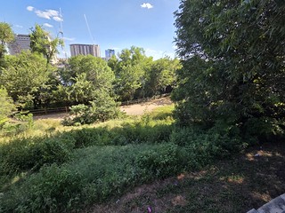 Flickr photo: Capital Cruises Bat Watching Tour (Austin, Texas) - July 8th, 2026