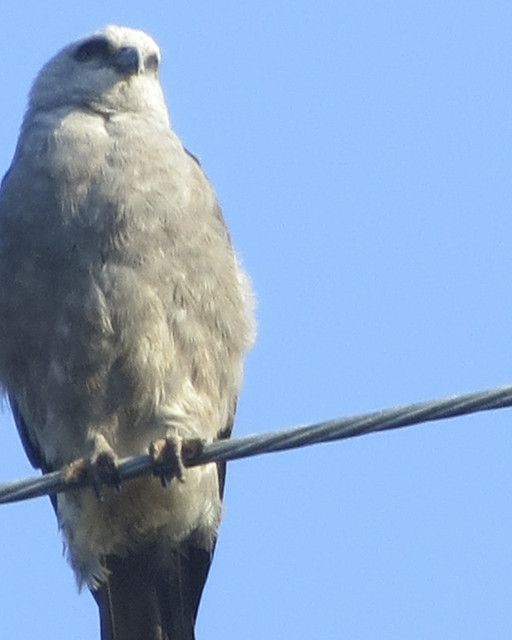 Mississippi Kite