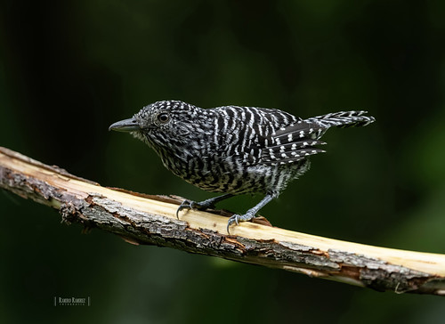 Reserva  Tinamu  Manizales | by R ramirez