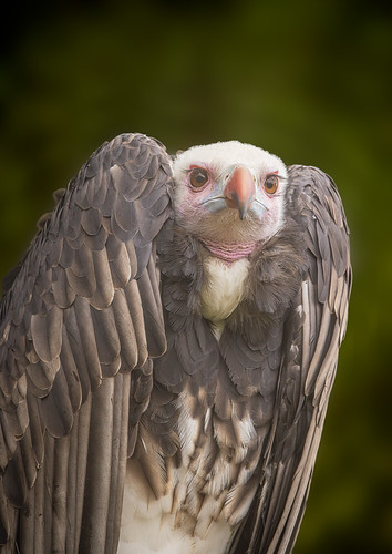 Happy Vulture -7592-Edit-Edit | by Parapan