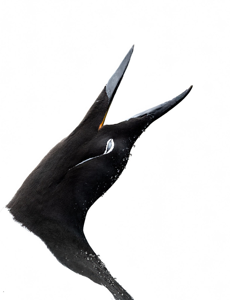Zeekoet / bridled guillemot / guillemot de troïl