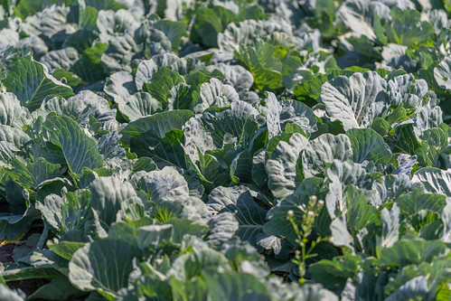 Vibrant green white cabbage thriving under the sun in a lush field