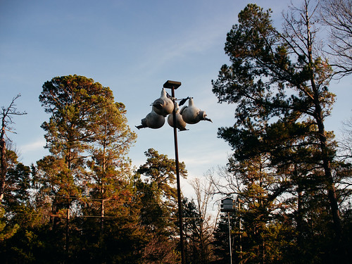 Bivins, TX