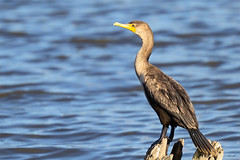 Double-crested Cormorant