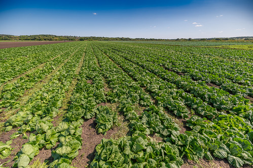 Vibrant rows of napa cabbage flourish under the clear blue sky in a lush expansive farm landscape