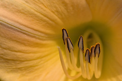 To look into the heart.