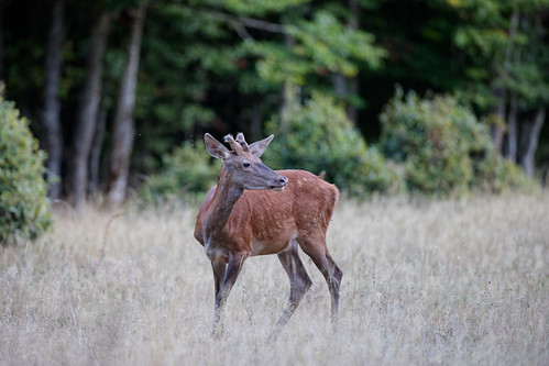 Cerf élaphe • Cervus elaphus