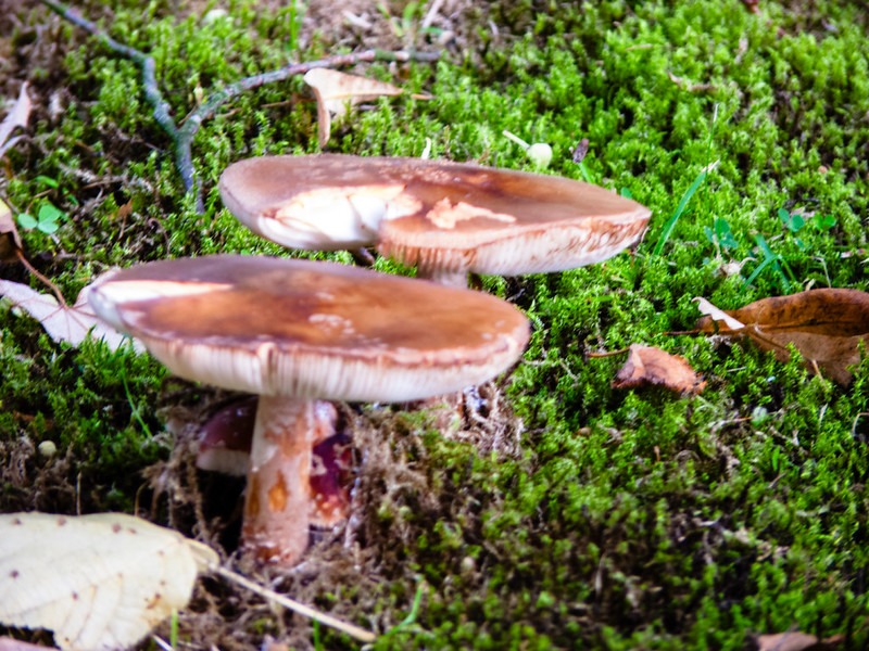 Blusher group on mossy lawn