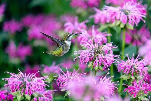 Ruby-throated humming bird | by mattfhotography