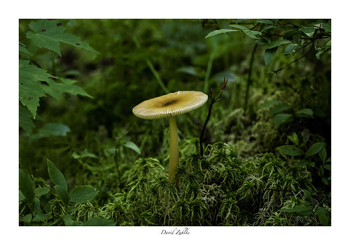 Algonquin Trail Mushroom | by djzuhlke