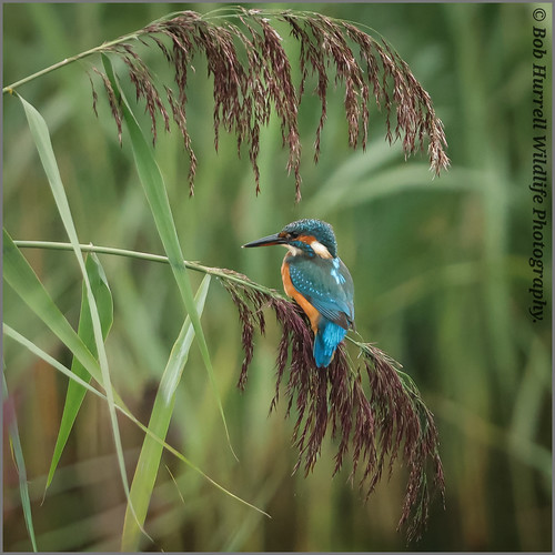 Juvenile female Kingfisher.