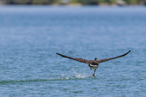 Running from the Photographer; or, Give it the Gas! | by bazim0804