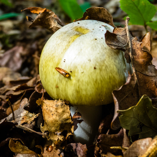 Death cap, just emerging