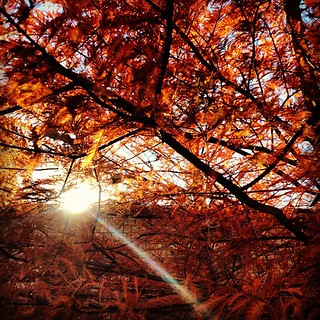 Flickr photo: Sunset Through The Rustic Shade