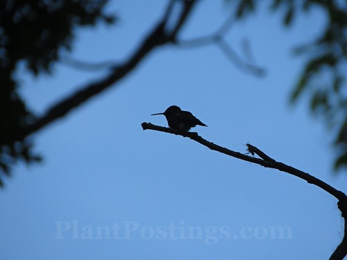 branch