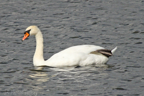 Local Wildlife | by SR Photos Torksey