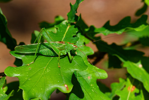 Tettigonia viridissima ♂