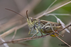 Meadow grasshopper  (由  MarkBee3