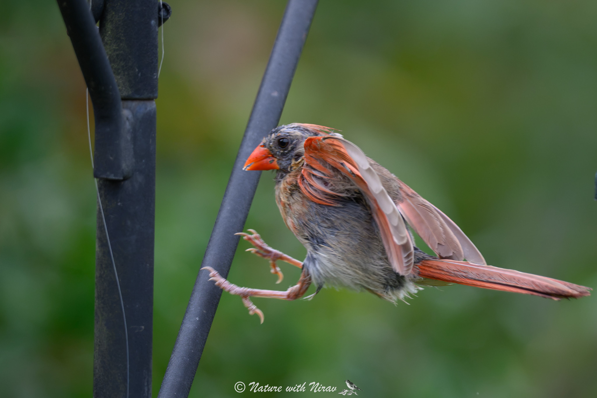 Northern Cardinal