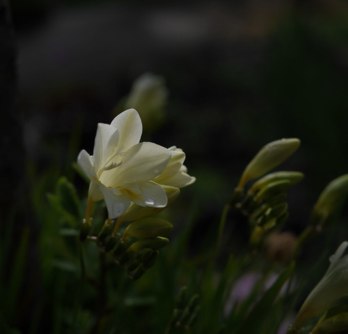 A promise of warmer days.