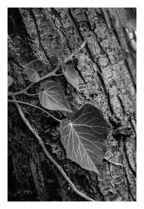 Ivy