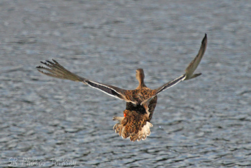 Local Wildlife | by SR Photos Torksey