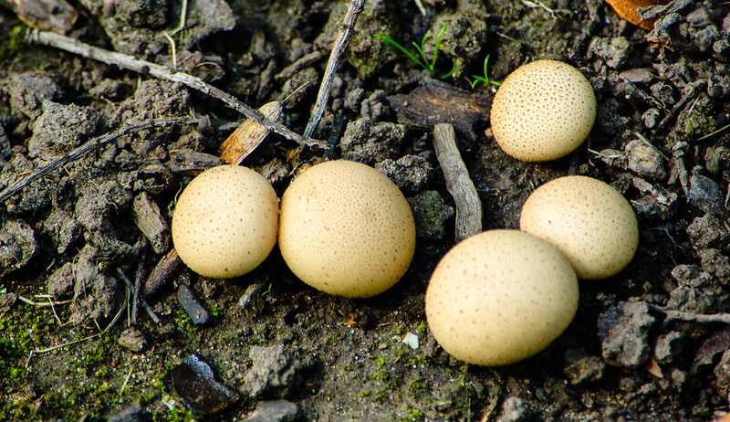 Earthball cluster