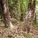 Il bosco del Garetto