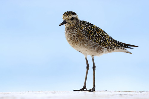 Probing the Sandy Shore | by Rising Tide Images