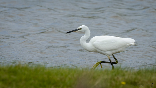 Seidenreiher - Little egret