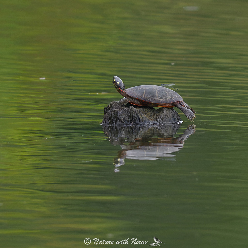 Painted Turtle resting at the edge of the water