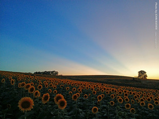 Flickr photo: Sunflowers at Grinter Farms after sunset, 4 Sept 2026