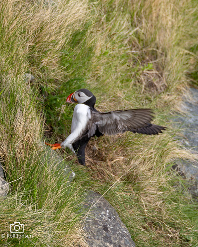 Landing in the burrow