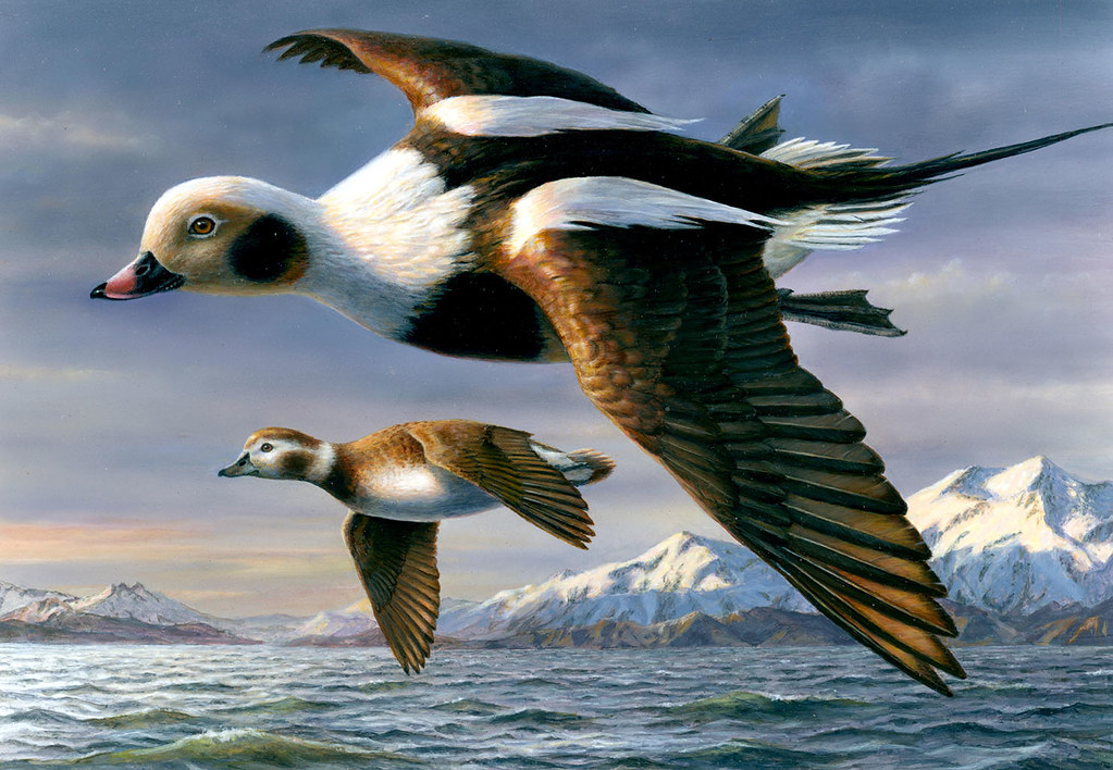 duck stamp contest entry 159