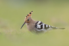 Hoopoe  (由  Matt Scott Wildlife Photography