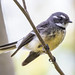 Grey Fantail 2026-09-12 (7D_182A7023)