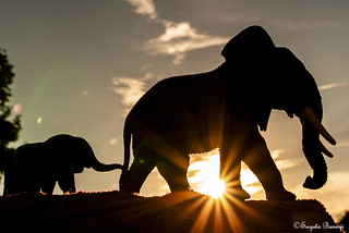 Flickr photo: Elephants at Sunset