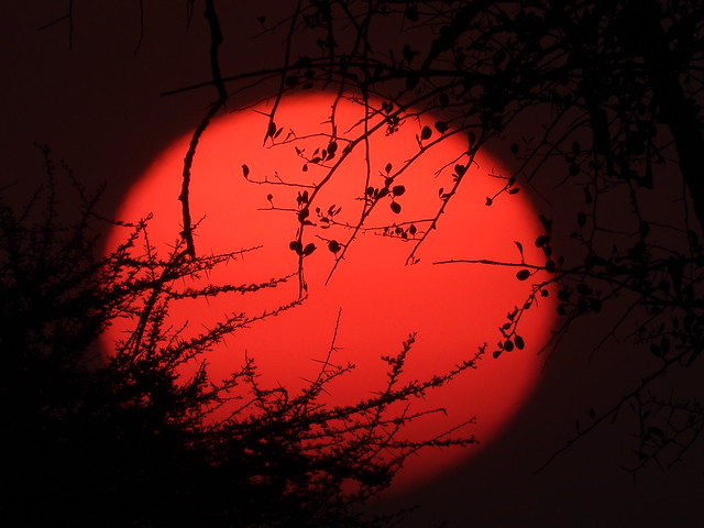 Atardecer en el Serengueti (Tanzania)