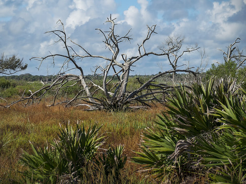 Salt marsh ghost