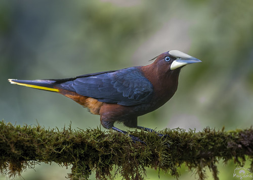 Chesnut-headed Oropendola - Psarocolius waglieri - Cacique cabecicastaño.